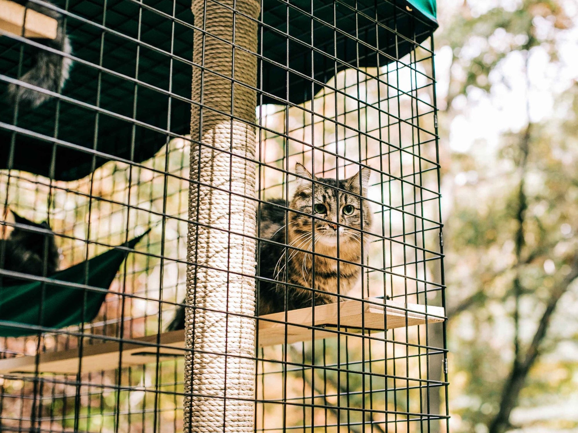 Best Catio Cat Enclosure Solutions - Habitat Haven