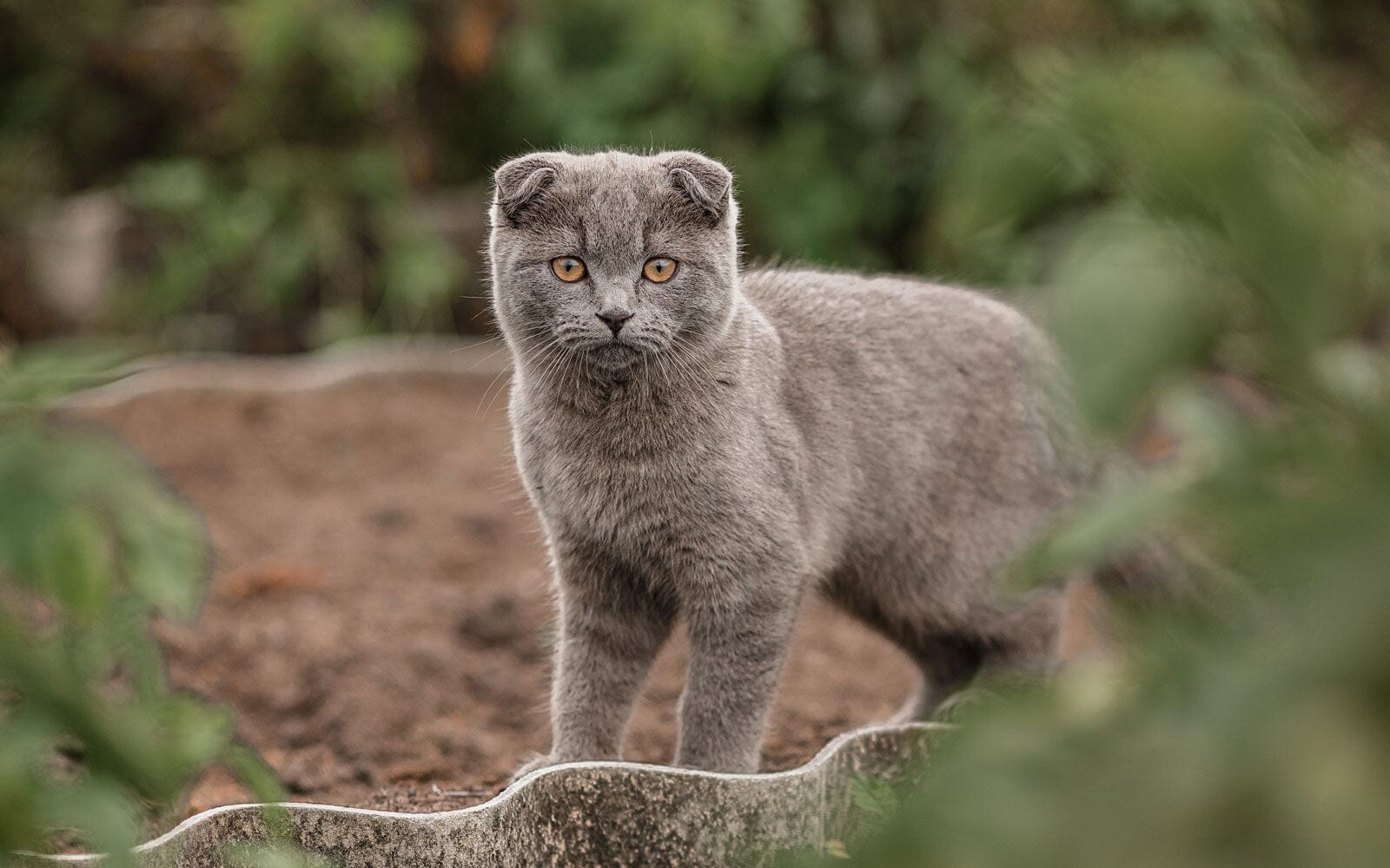 Best Outdoor Cat Containment Solution - Habitat Haven