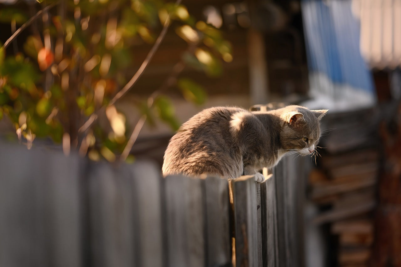 Avian Influenza (Bird Flu) in Cats & Dogs