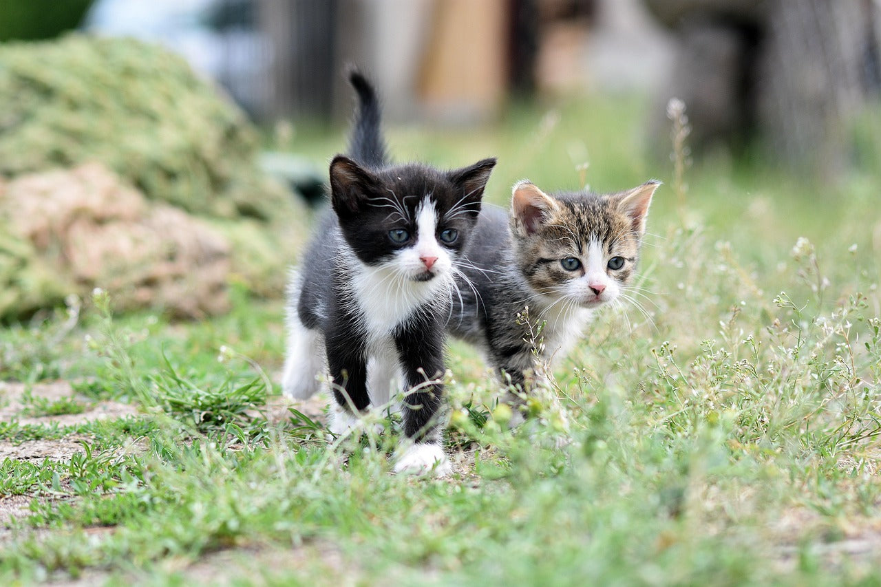 Dangers of Outdoor Cats