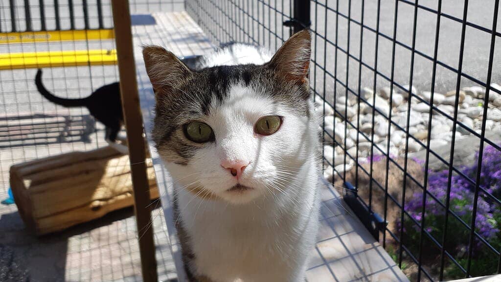 Choosing the Best Catio / Outdoor Cat Enclosure - Habitat Haven