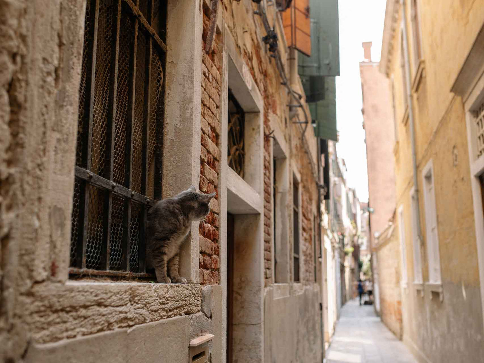 Cat Pet Door: Providing Convenience and Freedom for Your Feline Friend - Habitat Haven