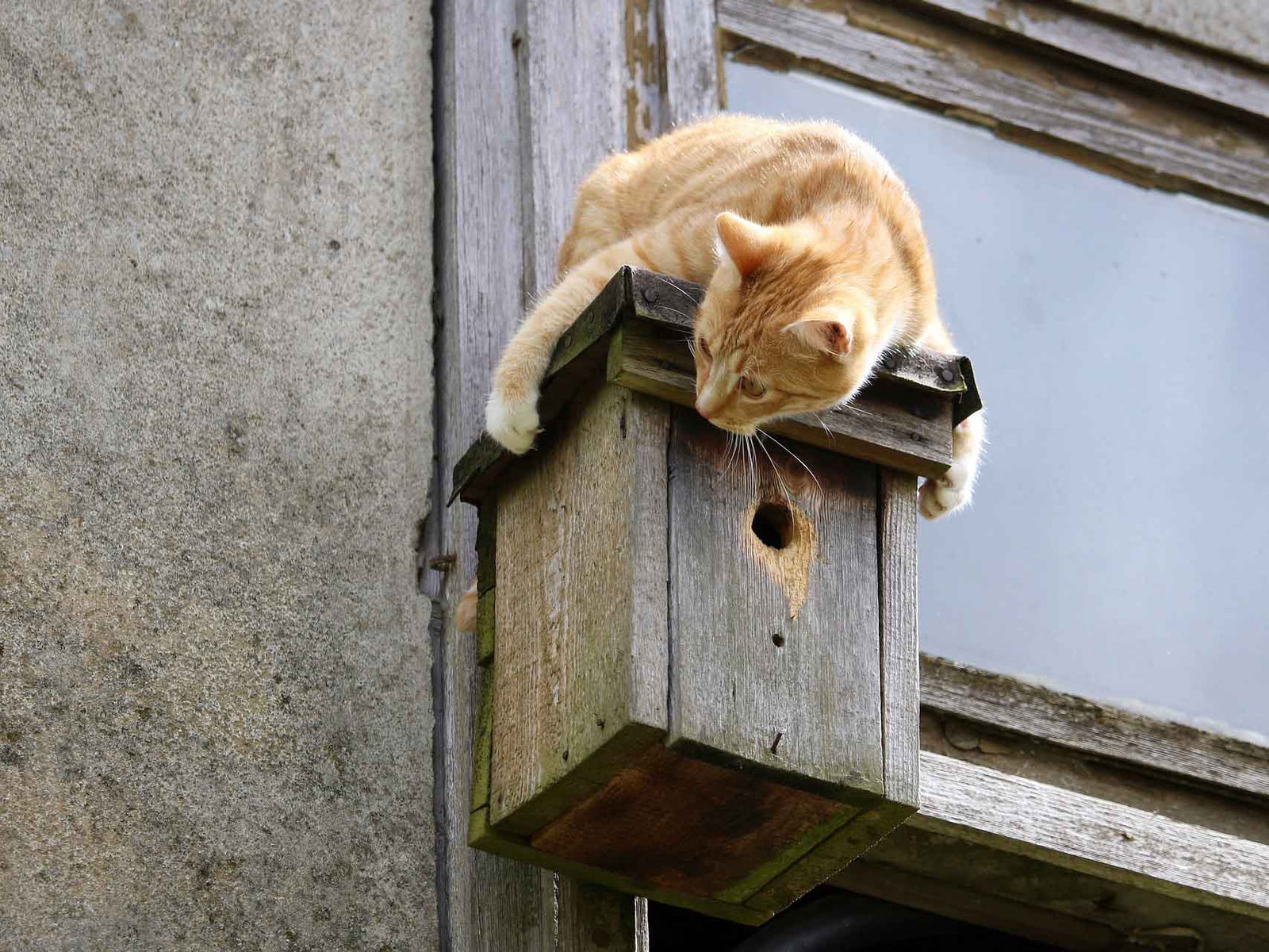 Protecting Birds/Wildlife with a Catio - Habitat Haven