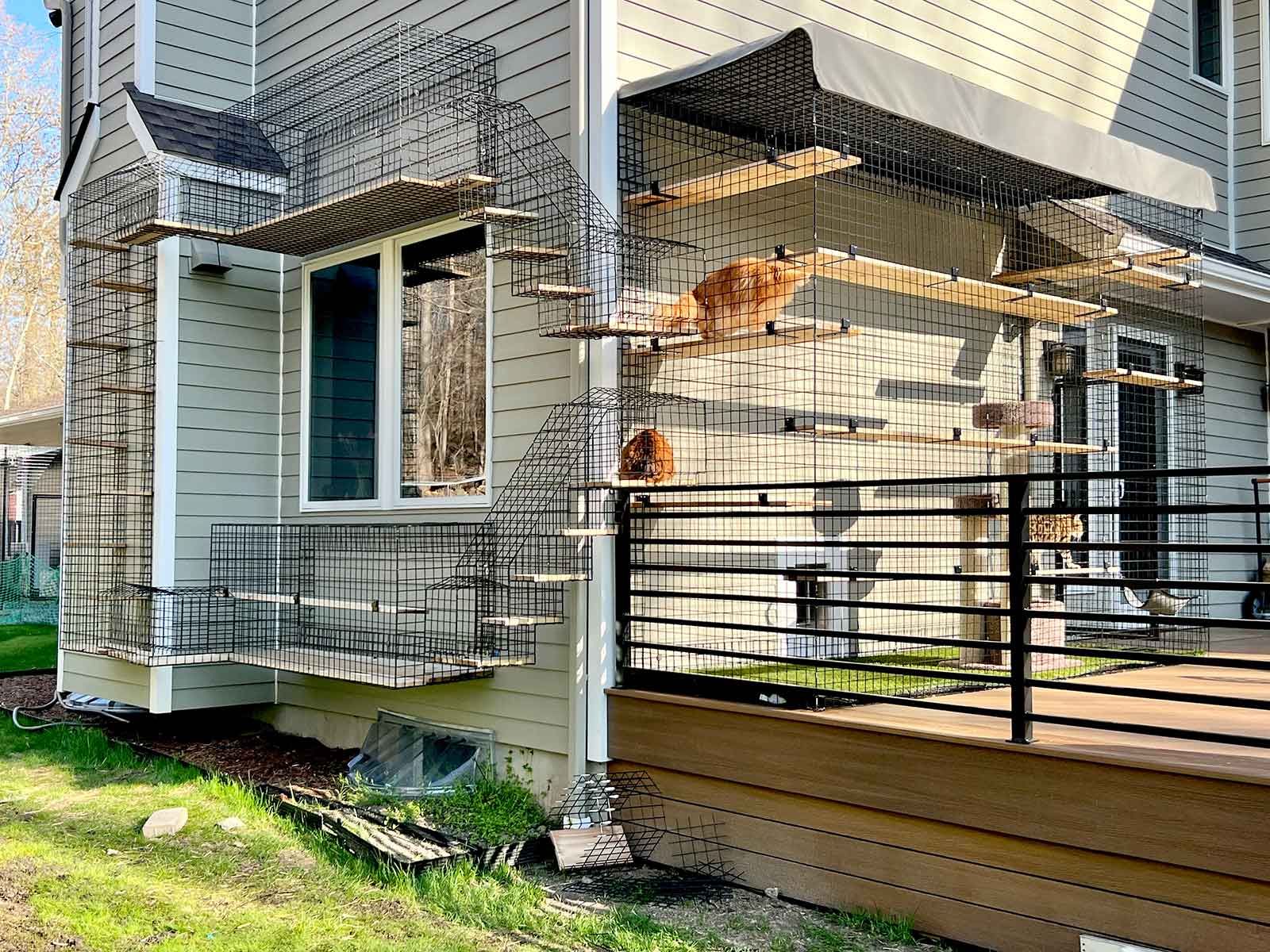 The Cats and the Cattery – Benefits that you need to Know! - Habitat Haven