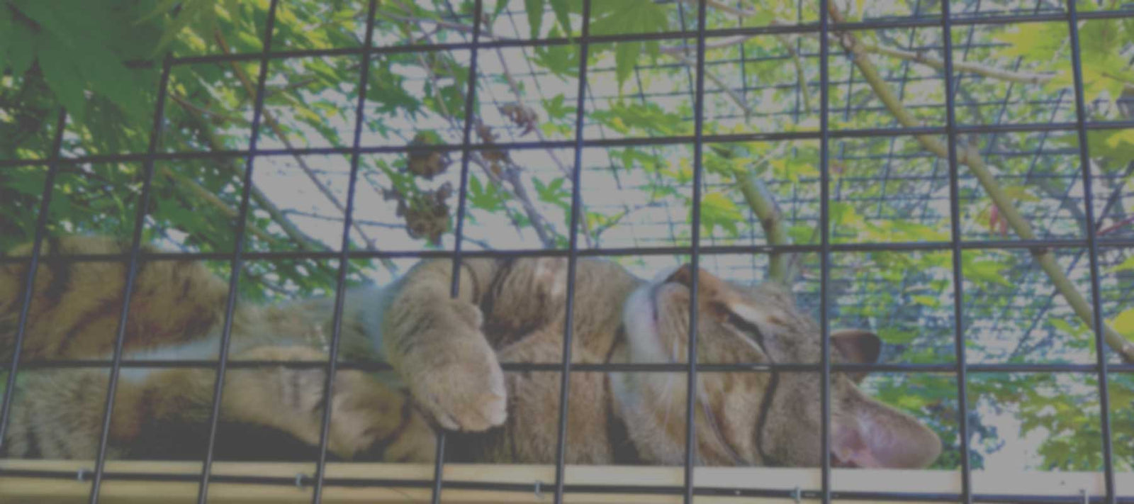 Cat Lounging on Habitat Haven Catio Cedar Shelf