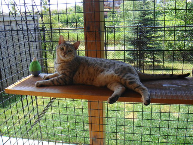 How to Build a Catio Enclosure - Habitat Haven