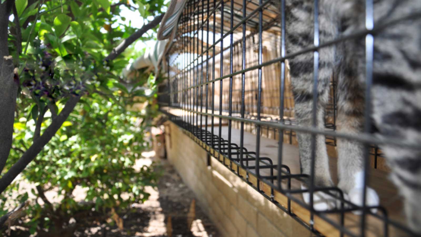 Cat in Habitat Haven Catio Tunnel with with Beige Canvas Tunnel Awning