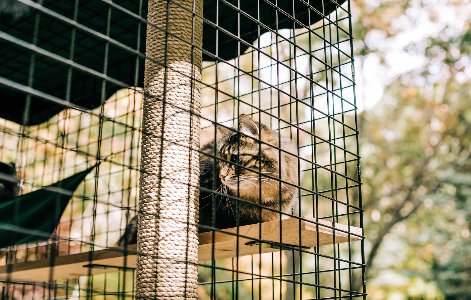 Crazy sales outlet cat enclosures