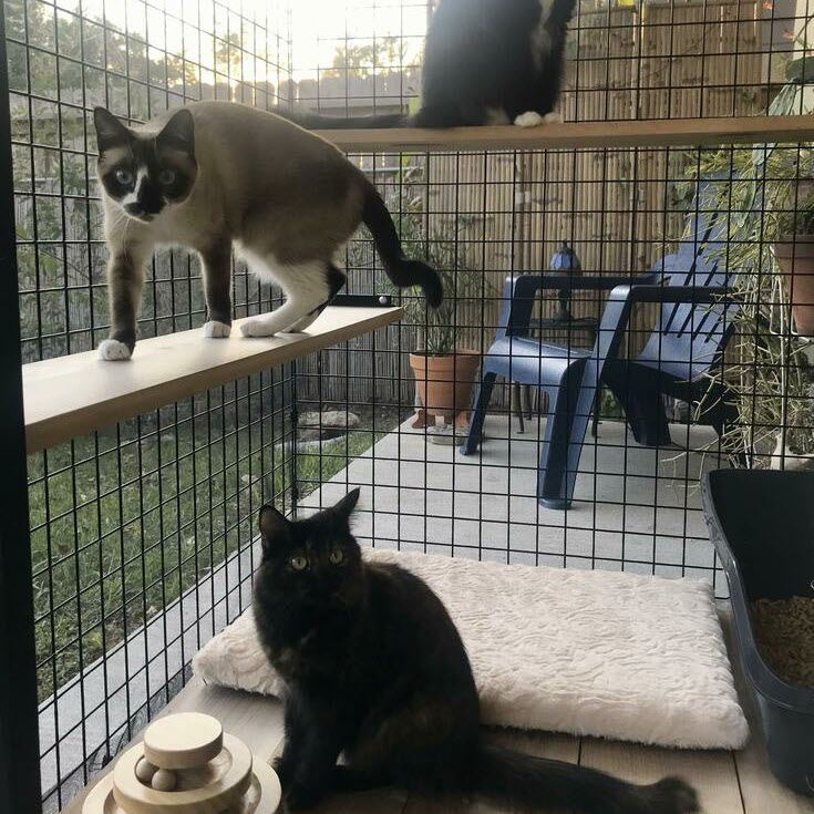 Habitat Haven Customer Photo of Cats Safely Enjoying Their Catio and Standing on Catio Cedar Shelves
