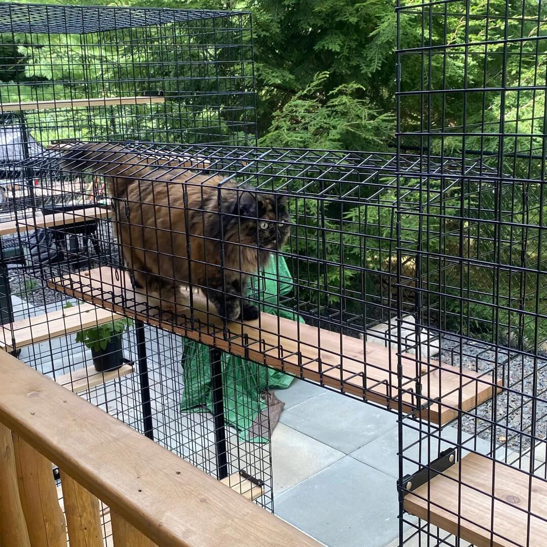 Catio Tunnel - Standard